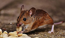 24 Hour & Emergency Exterminators in Mt Pleasant, SC